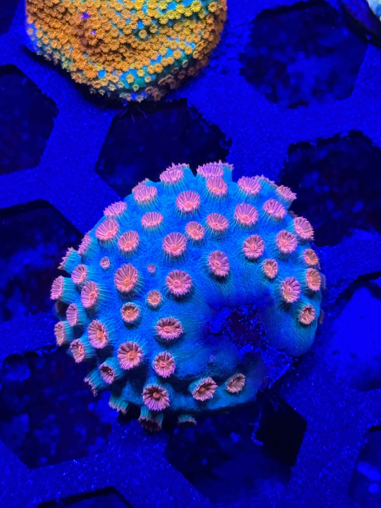 Meteor Shower Cyphastrea