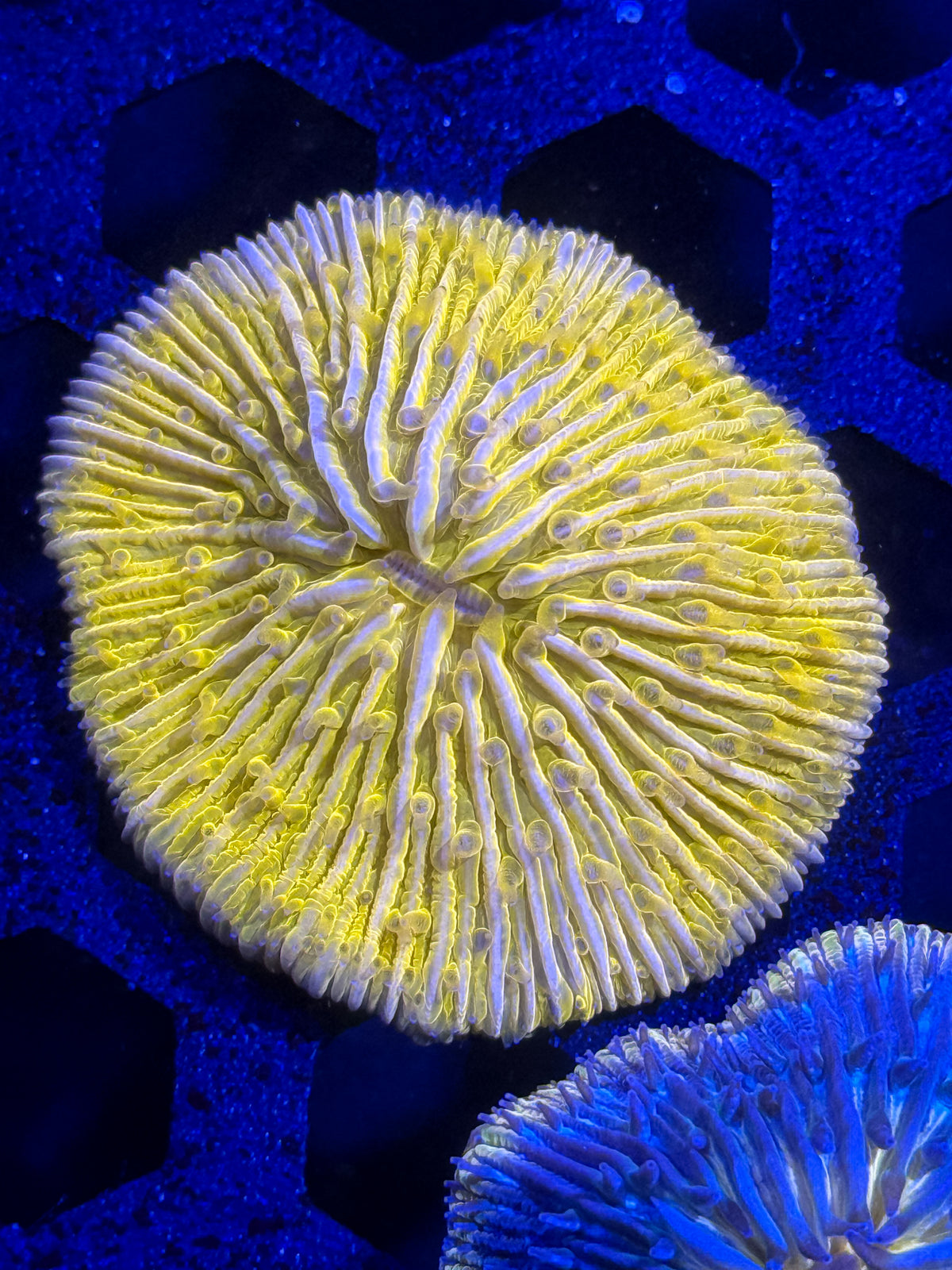 Fungia Plate Coral – WYSIWYG #5