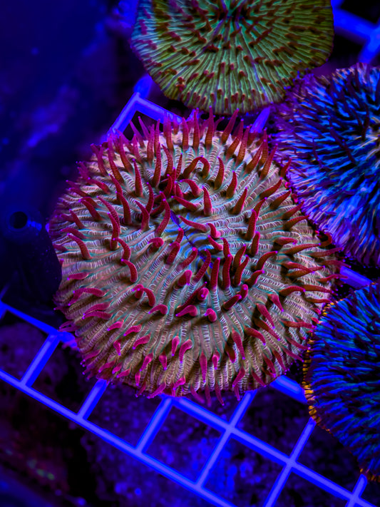 Fungia Plate Coral