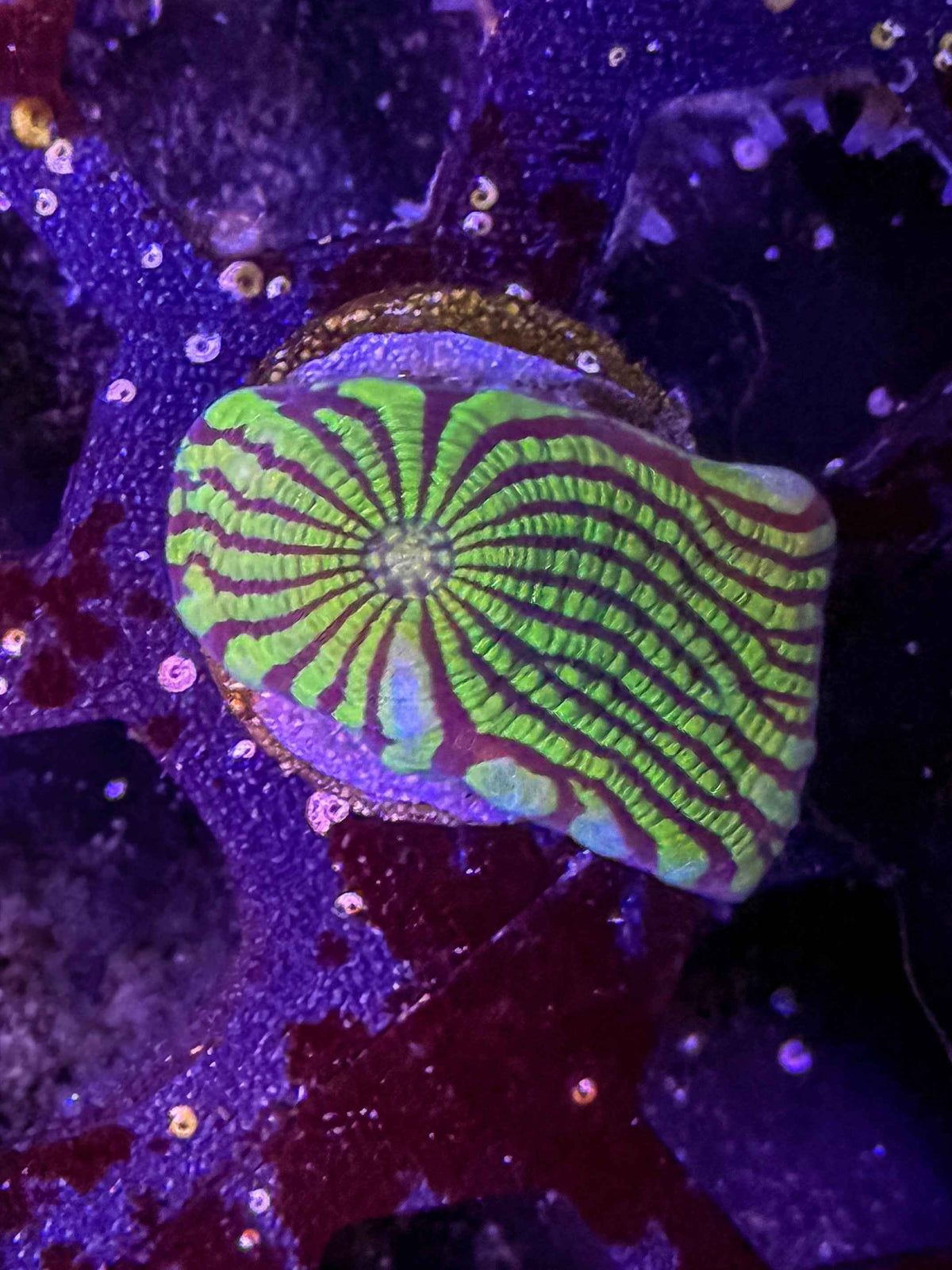 Convict Chalice Coral – WYSIWYG #2