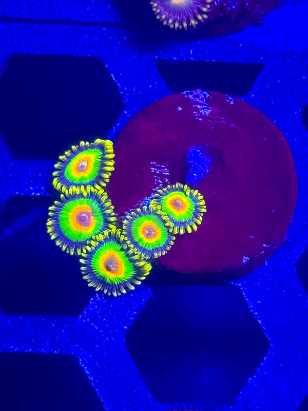 Rasta Zoas