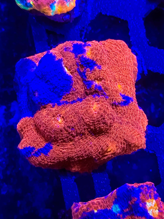 Rainbow Chalice
