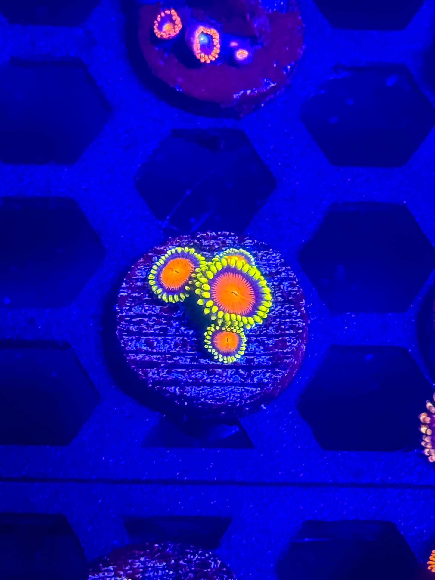 Dragon Eye Zoas