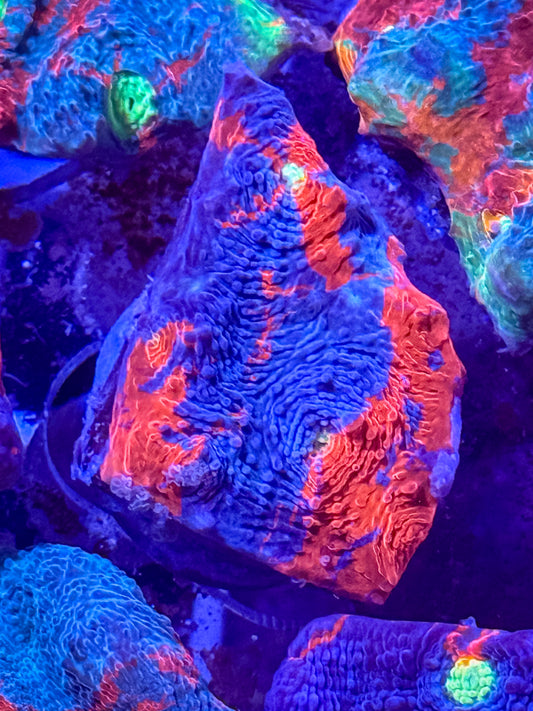Rainbow Chalice Coral