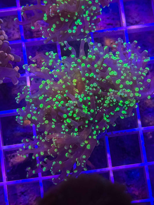 Green Tip Frogspawn