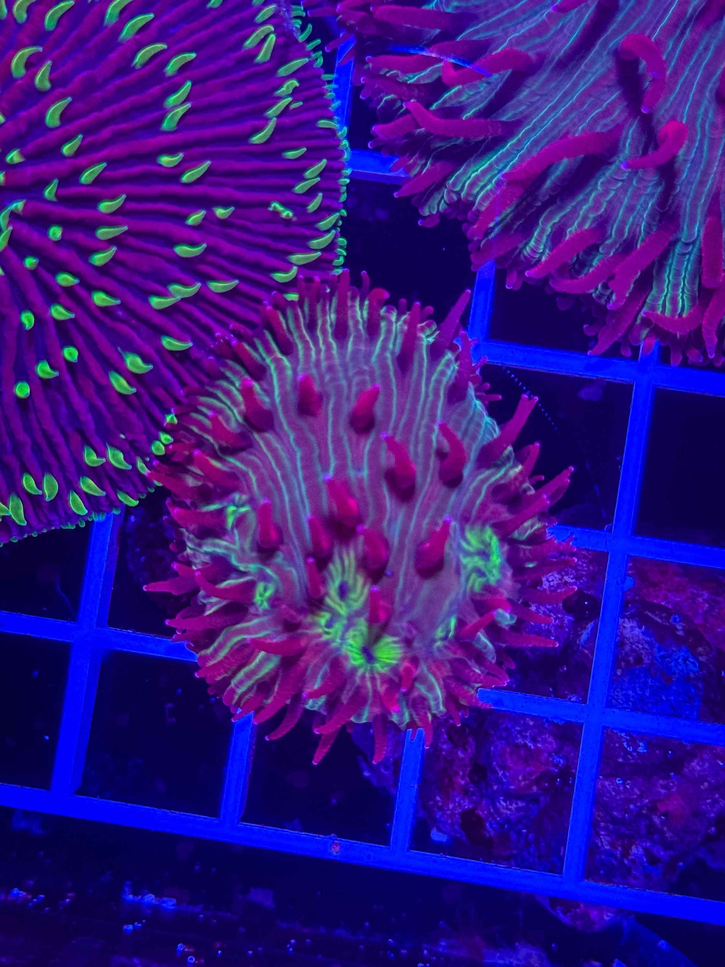Diaseris Plate
