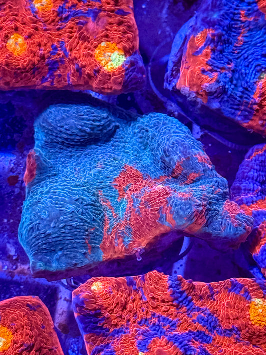 Rainbow Chalice Coral