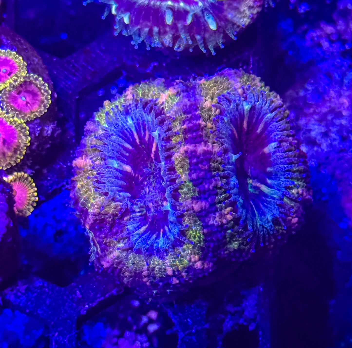 Aussie Acan Lord