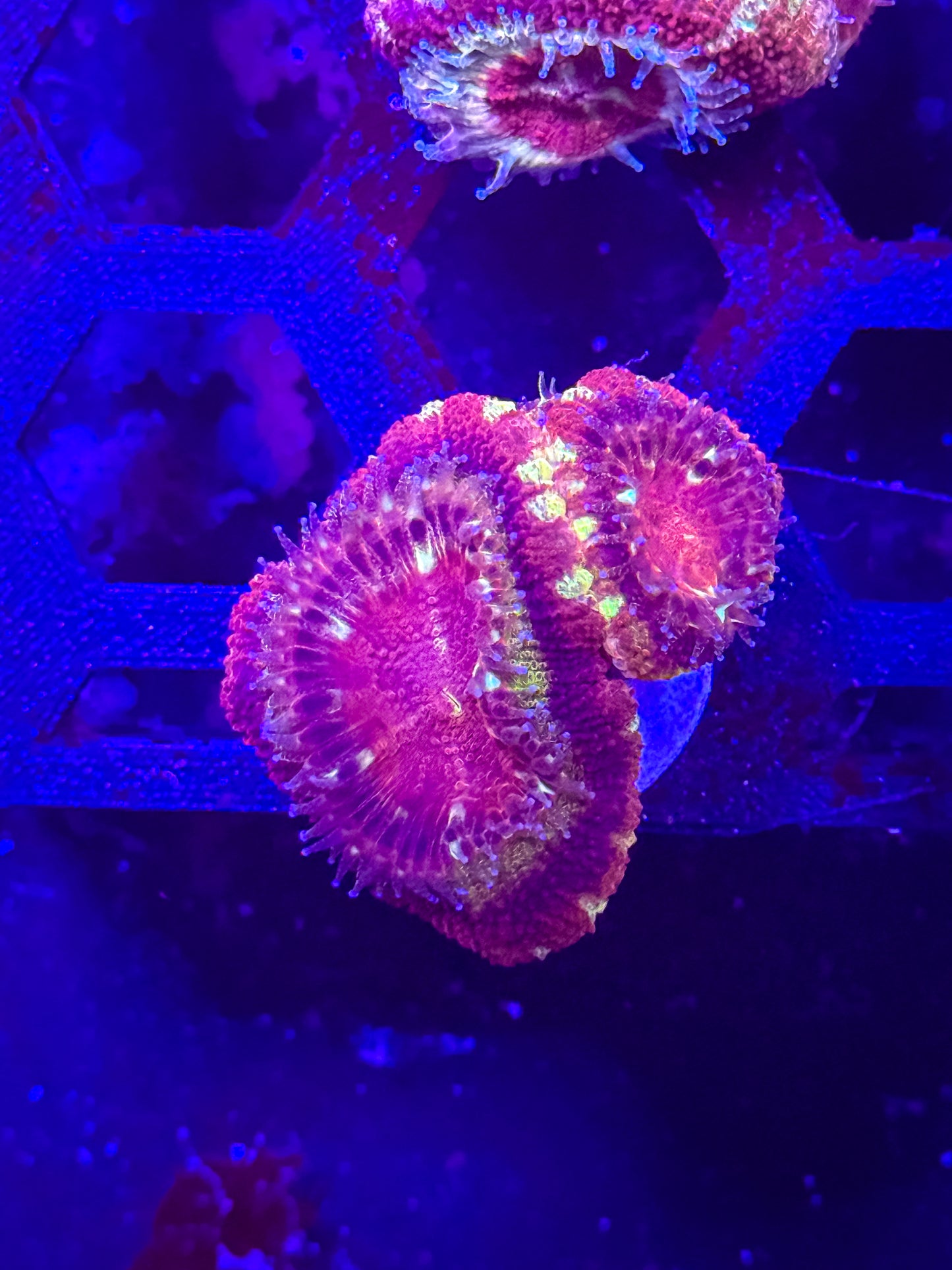 Malaysian Acan Lord