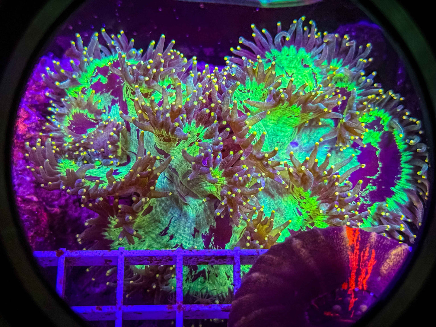 Rare Yellow Tip Elegance
