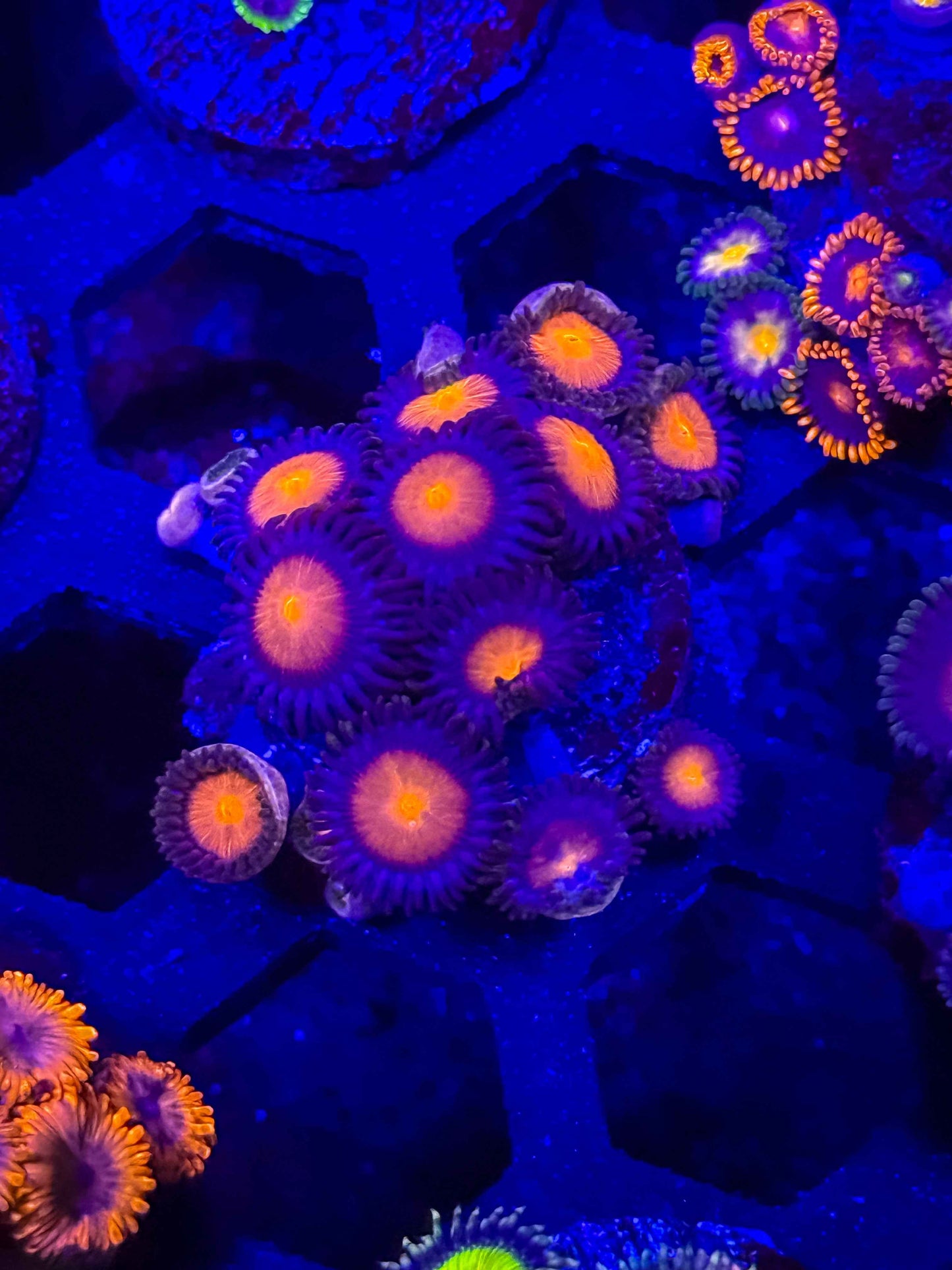 Orange Zoas Full Plug