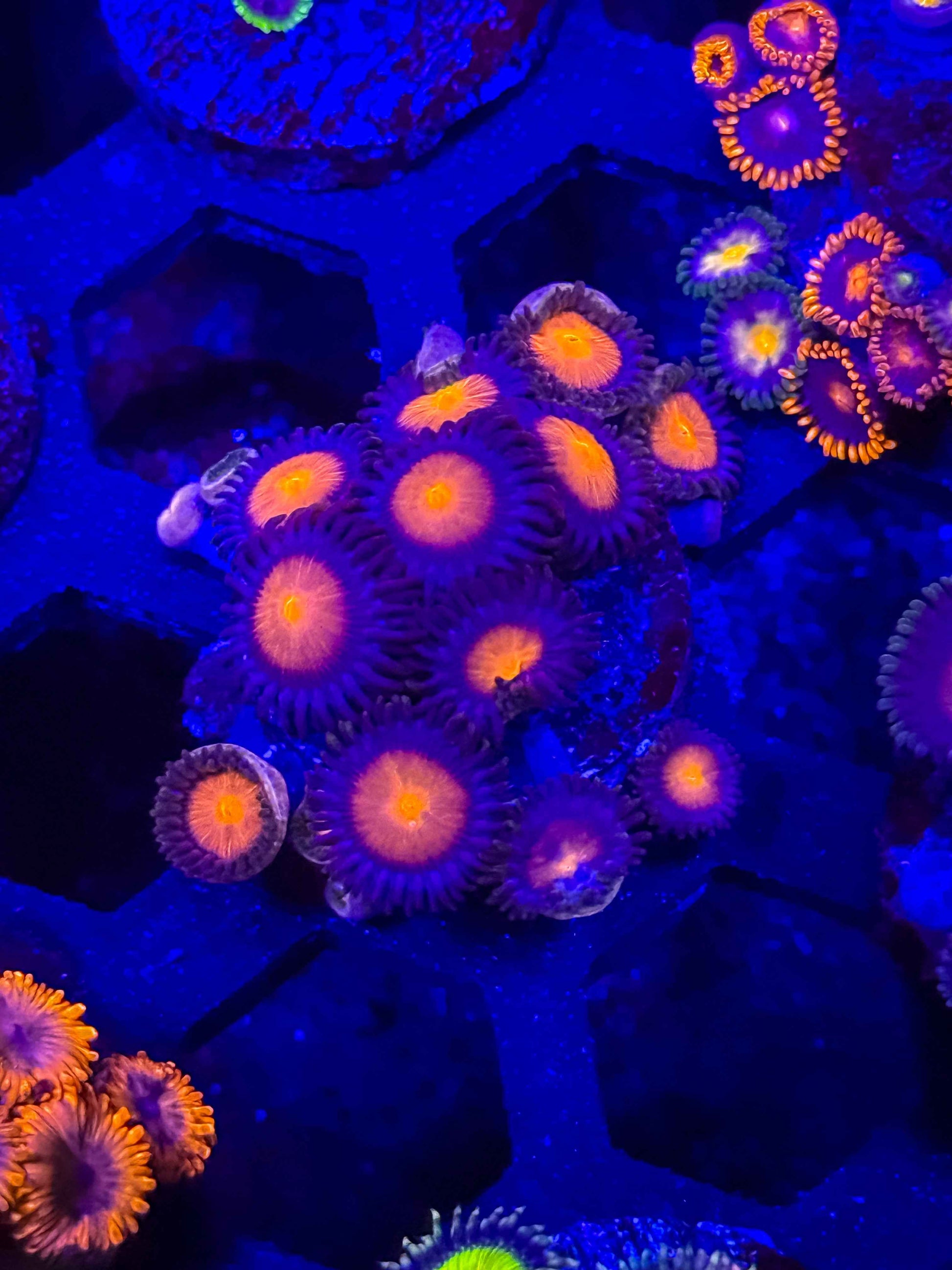 Orange Zoas Full Plug
