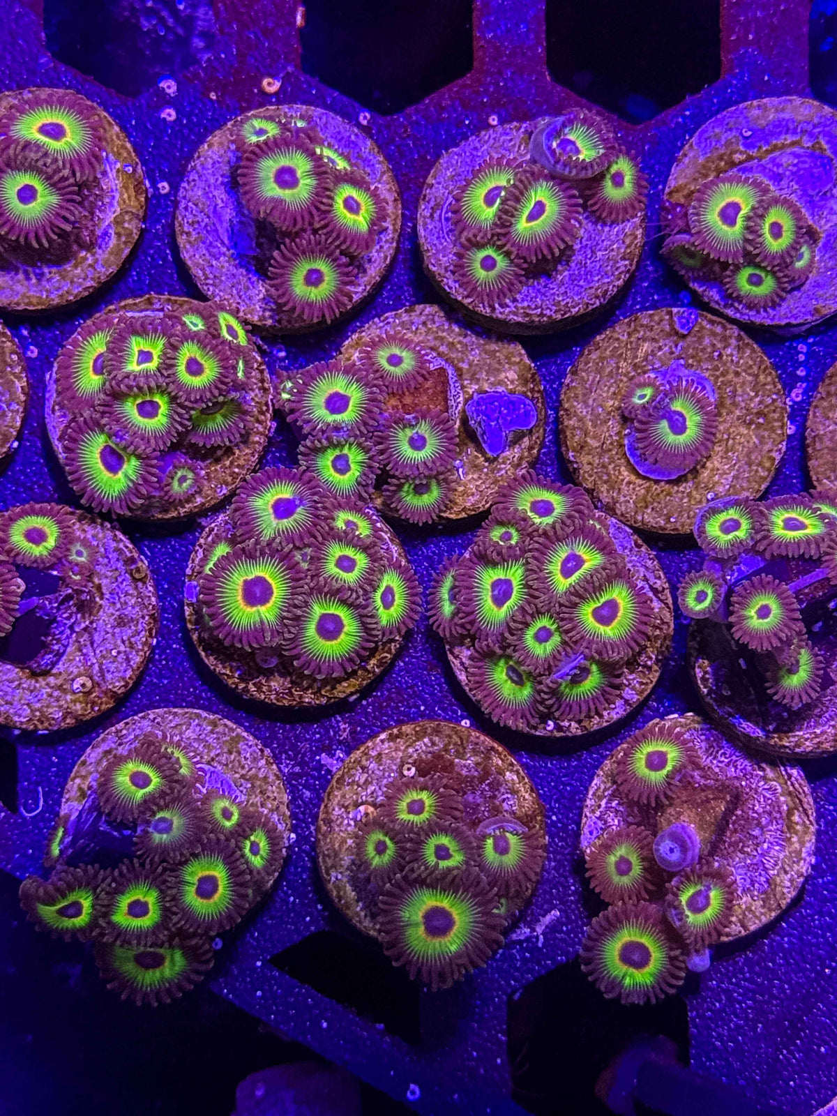Bob Marley Zoanthids – Almost WYSIWYG (1–3+ Polyps)