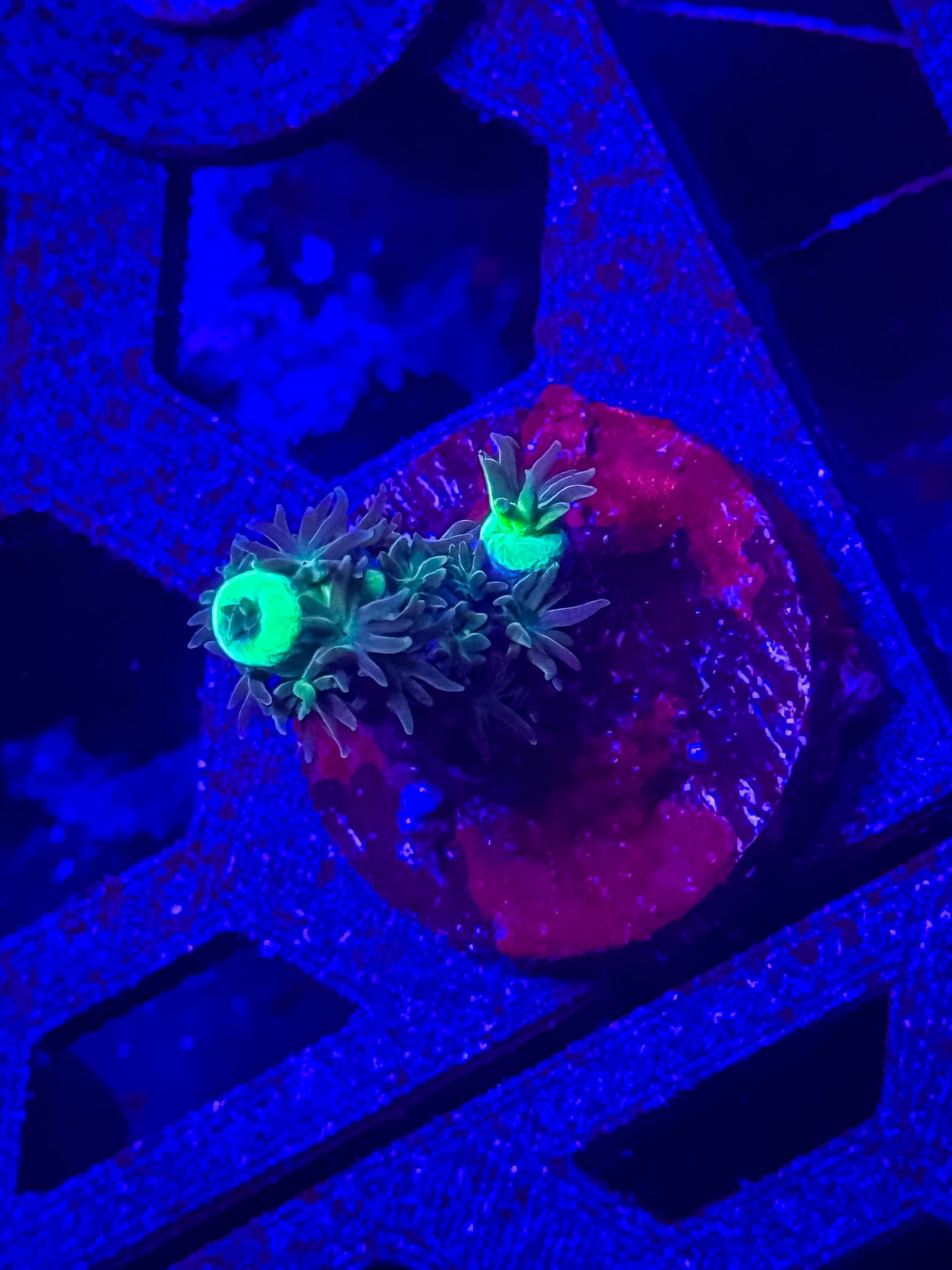 Unknown Acro