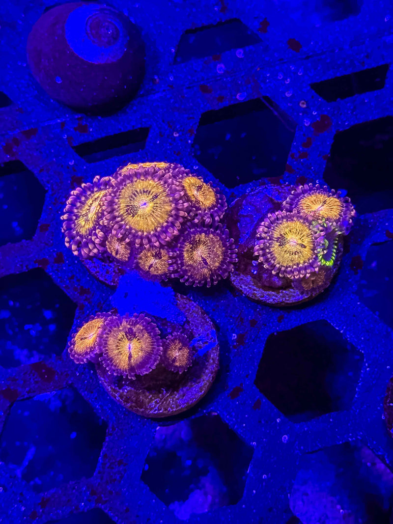 Pandora Zoanthids – Almost WYSIWYG (1–3+ Polyps)