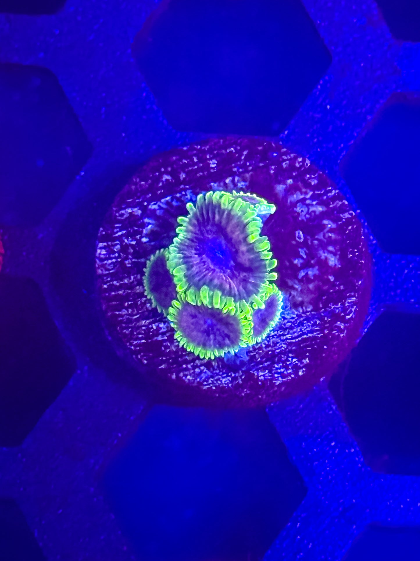 UC Atmosphere Zoas