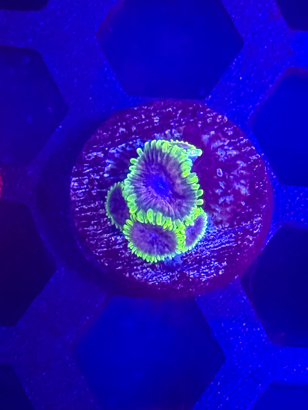 UC Atmosphere Zoas