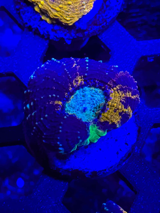 GS Boogeyman Echinata live coral – Gem State Corals