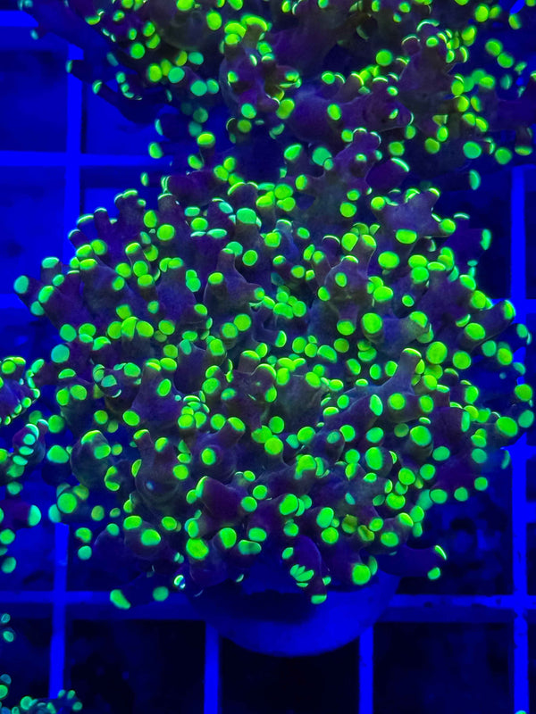 Purple/Green Branching Frogspawn