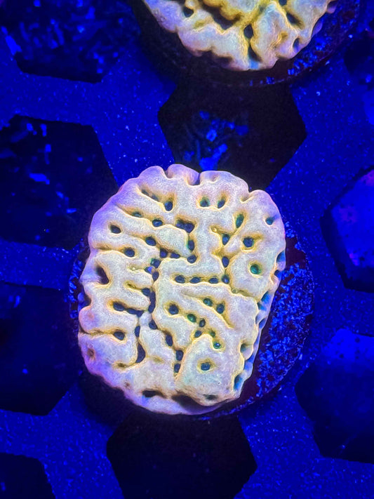 JF Beach Bum Montipora – WYSIWYG #1