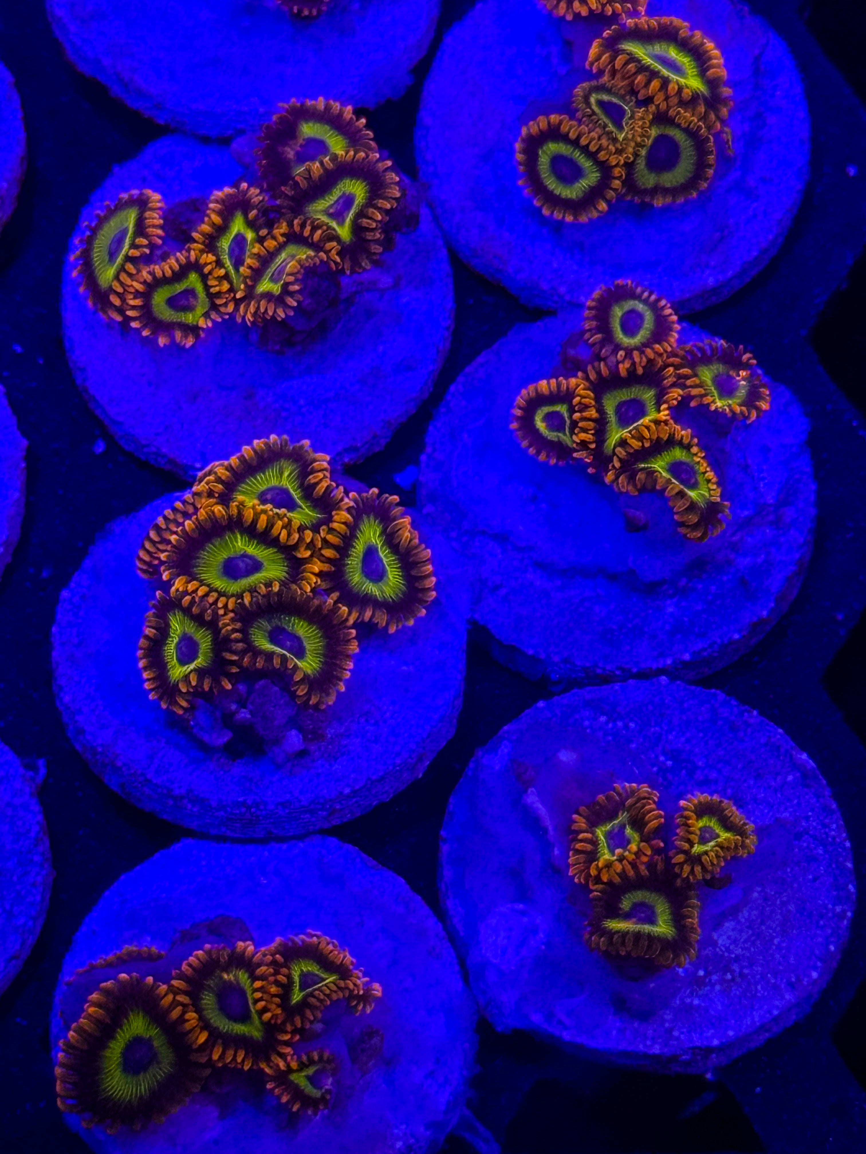What You See Is What You Get - Gem State Corals