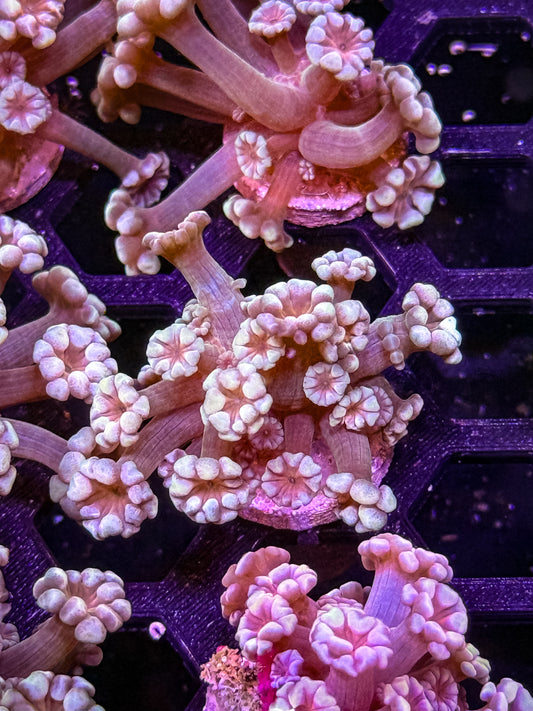 Indo Alveopora - WYSIWYG #7