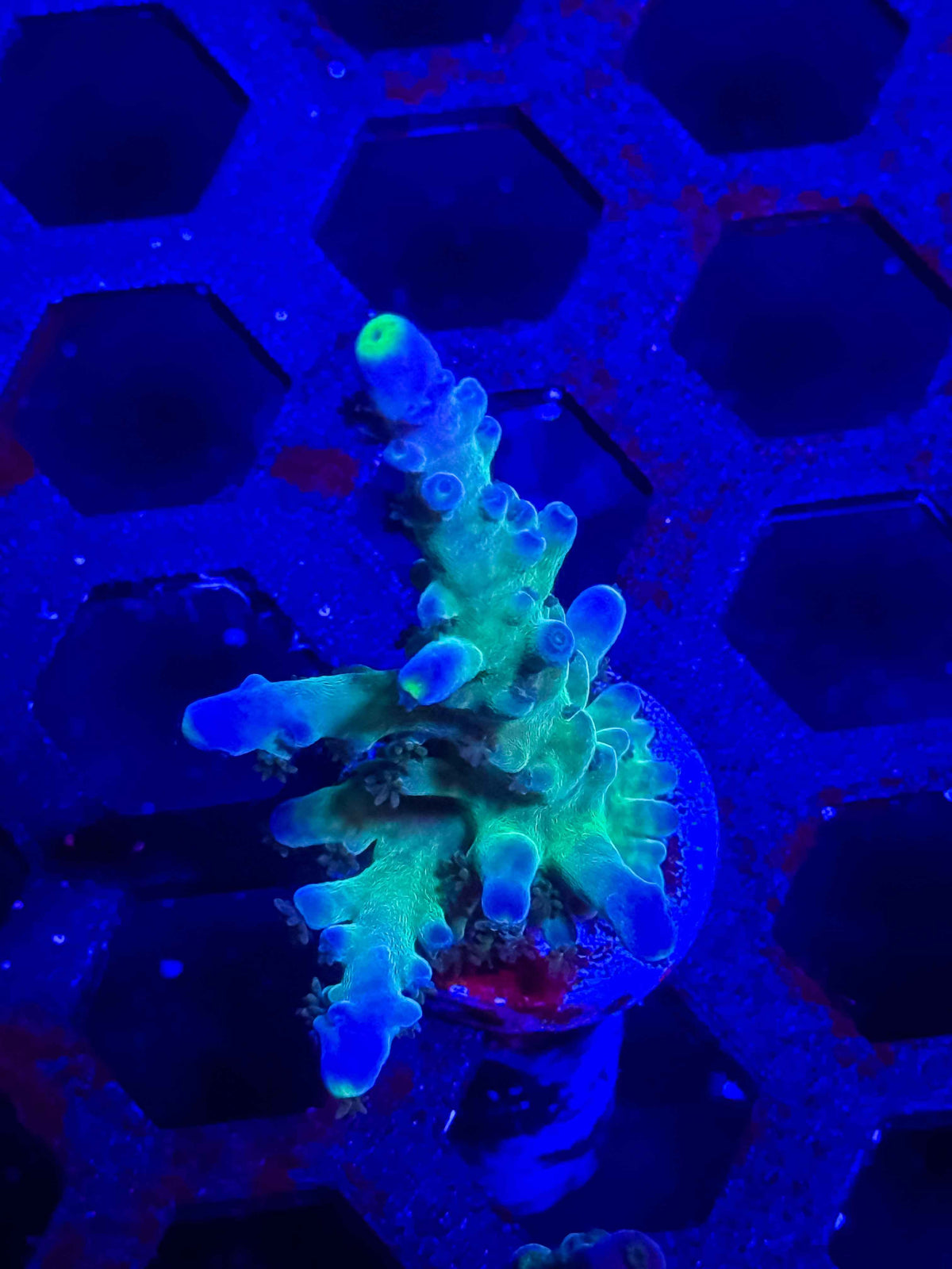 WWC Yellow Tip Acro – WYSIWYG #1