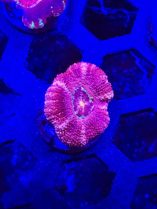 Malaysian Acan Lord