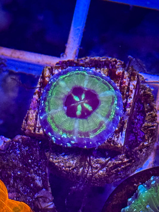 Captive Spawned UFO Scolymia
