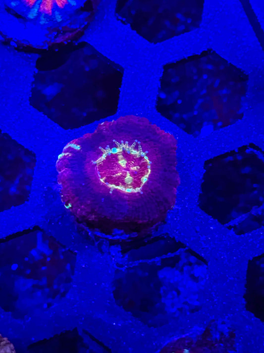 Malaysian Acan Lord
