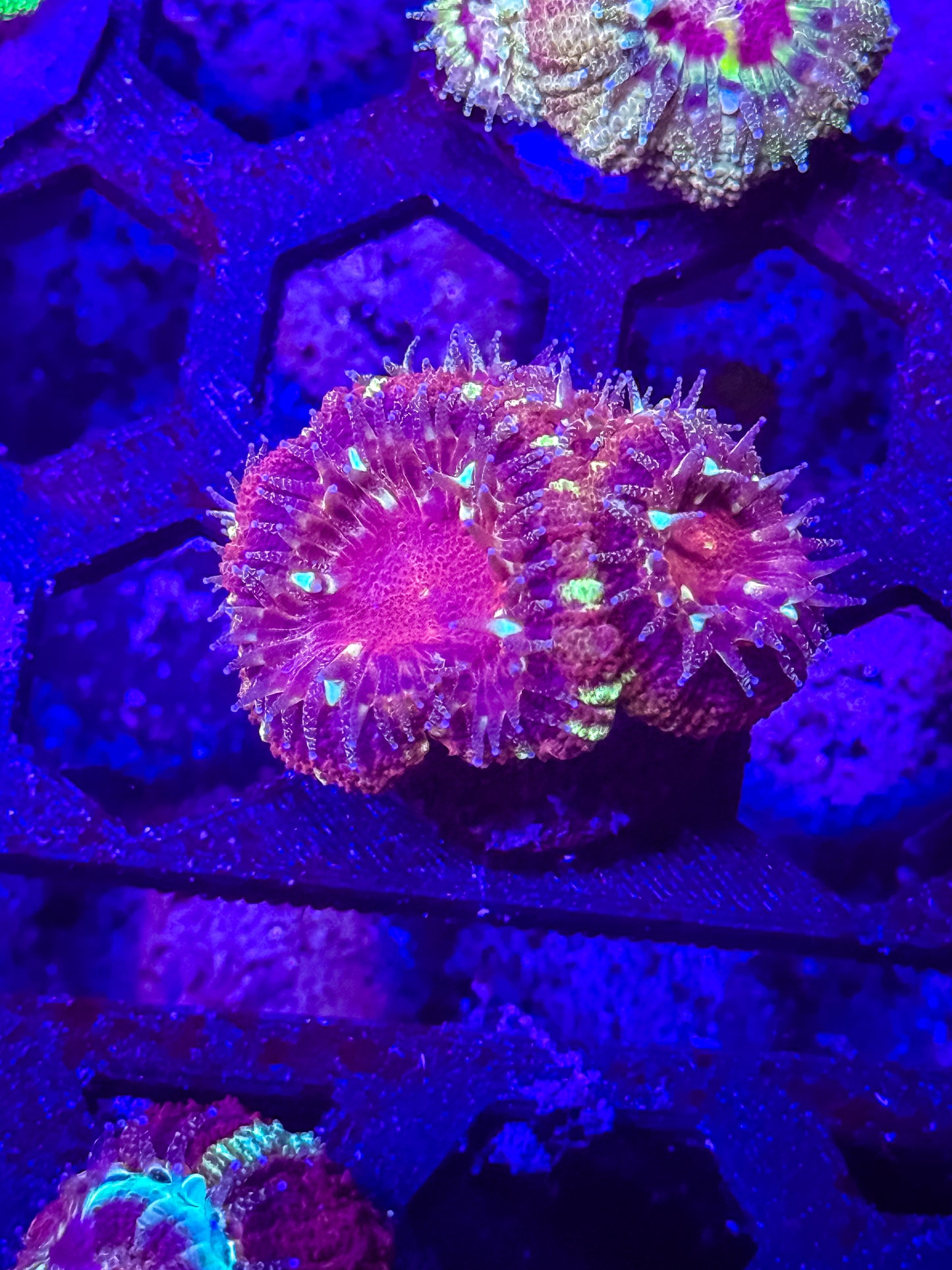 Malaysian Acan Lord