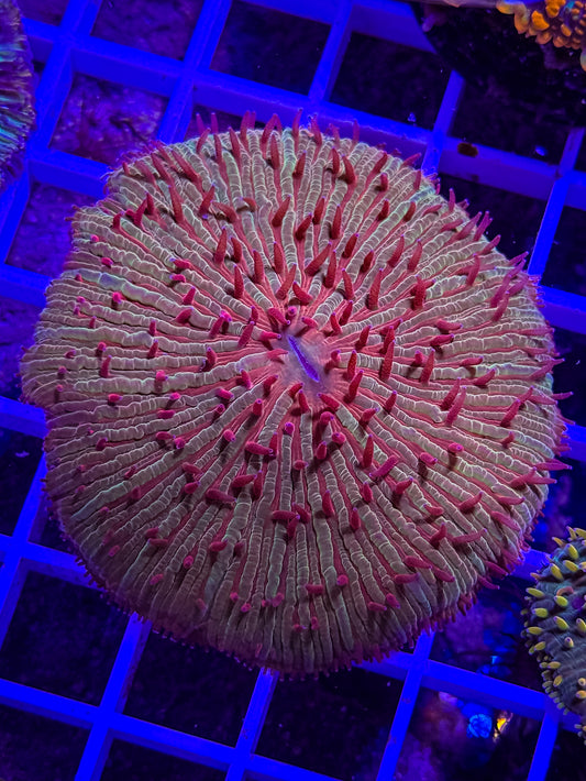 Malaysian Fungia Plate Coral live coral – Gem State Corals