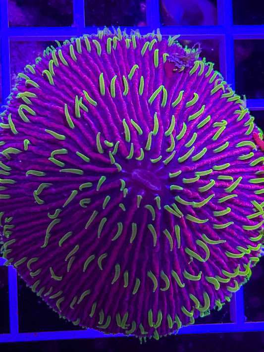 Fungia Plate