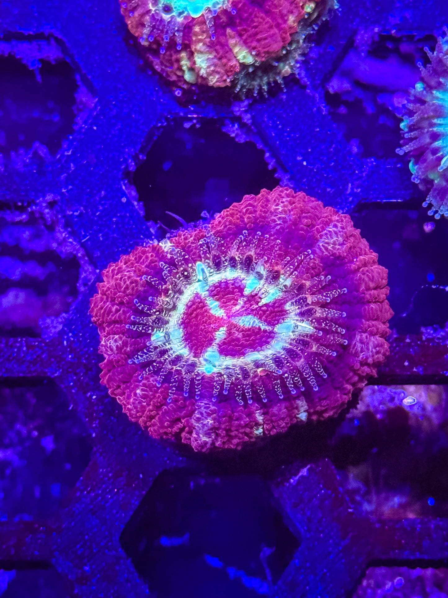 Malaysian Acan Lord