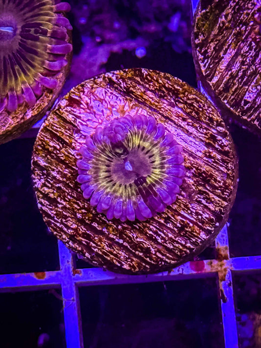 Stratocaster Zoa
