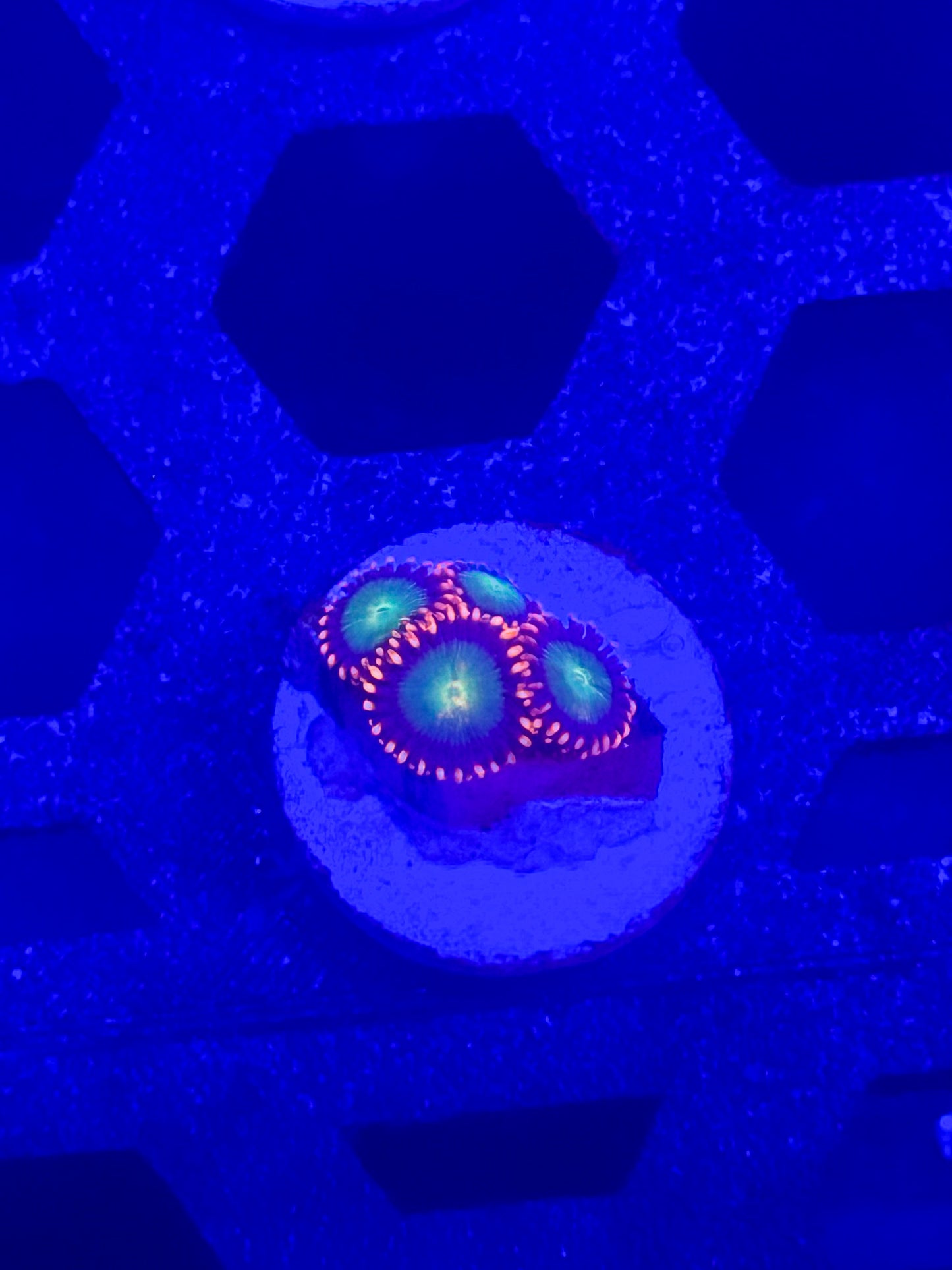 Goblins on Fire Zoas