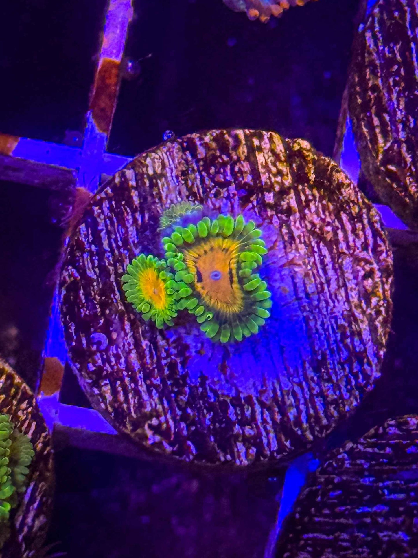 SBB Marvin the Martians Zoas