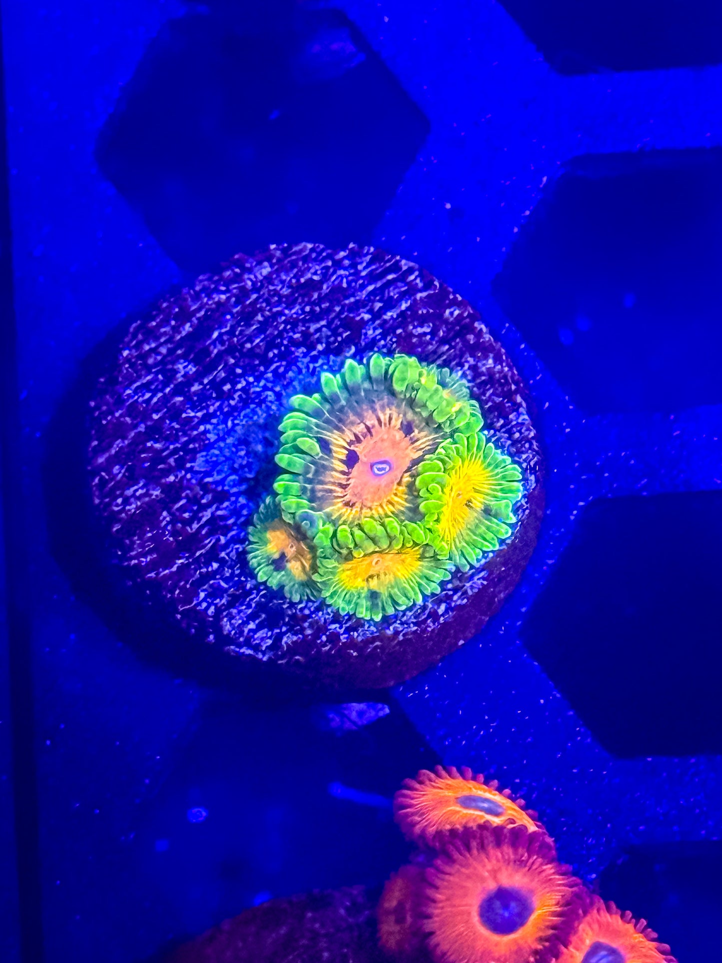 SBB Marvin the Martian Zoas