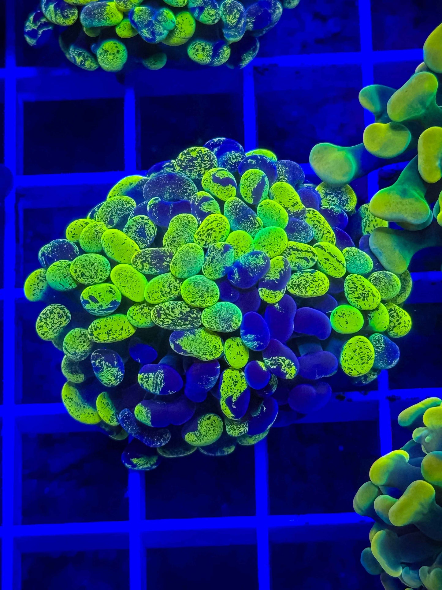 True Yellow Splatter Hammer