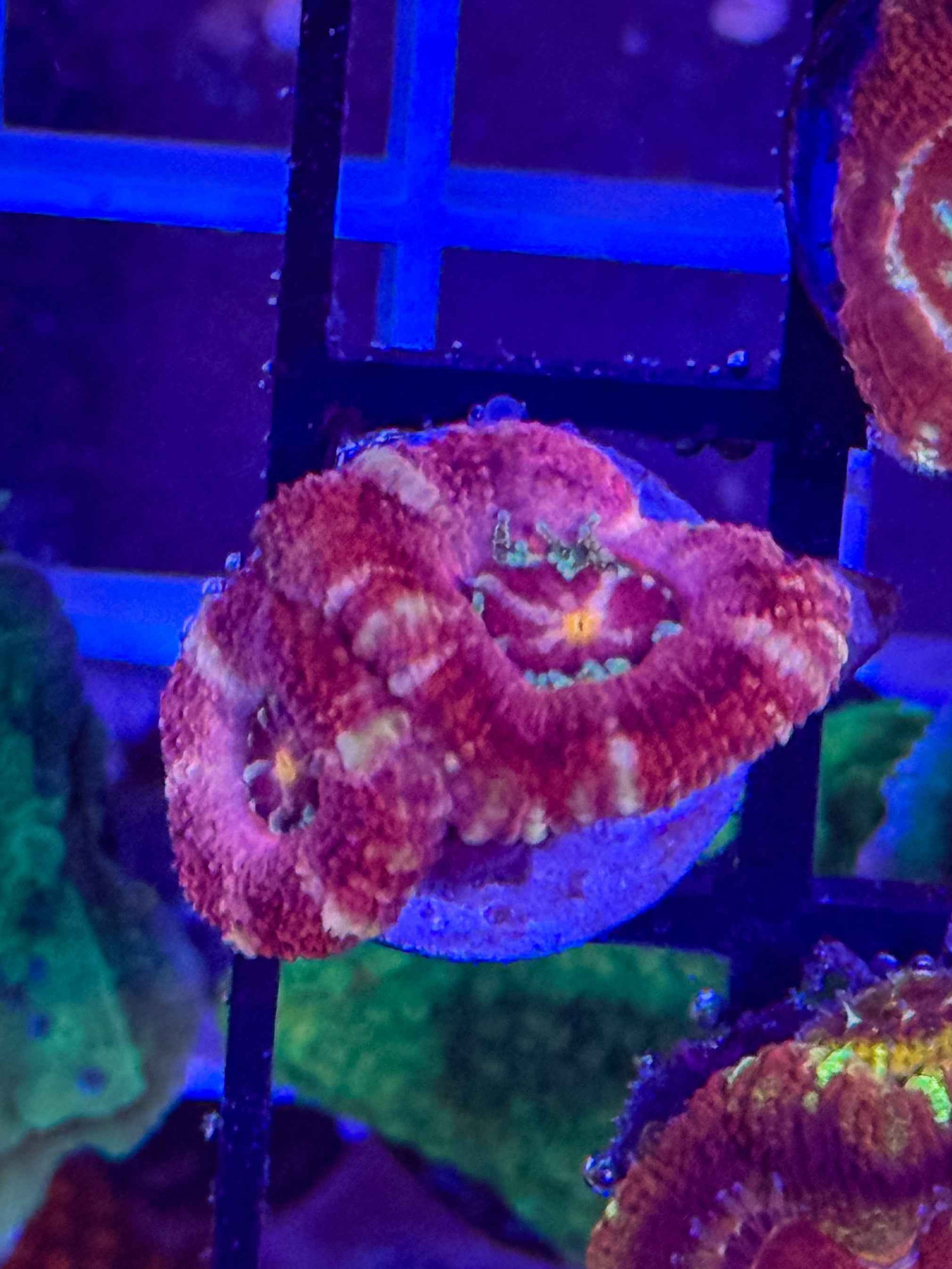 GS Snake River Acan