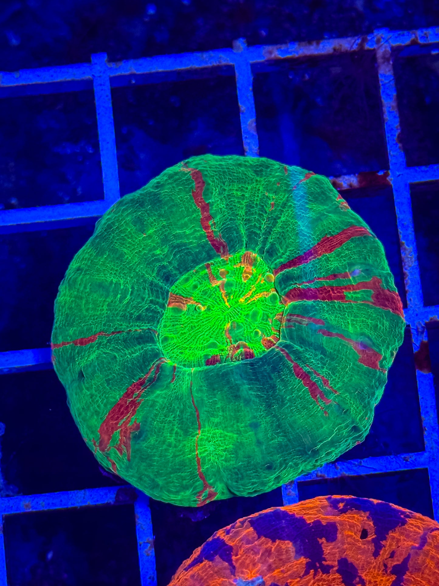 Bleeding Apple Scolymia Coral