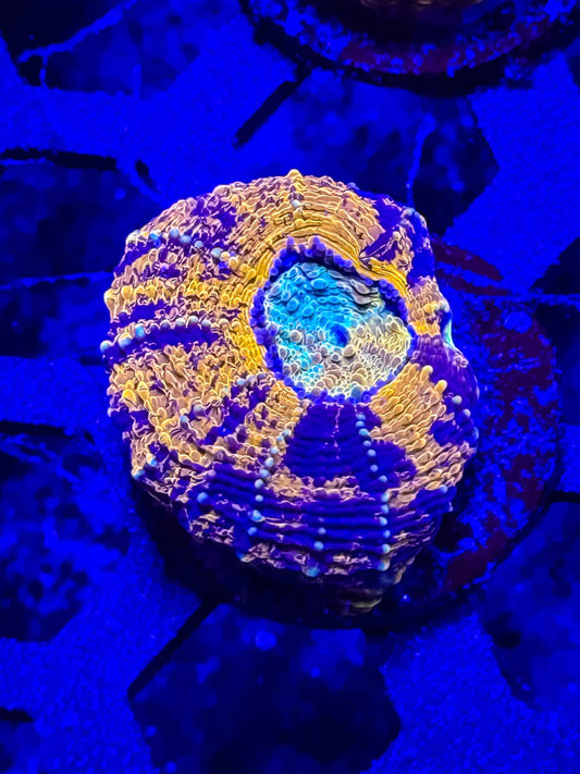 GS Boogeyman Echinata live coral – Gem State Corals