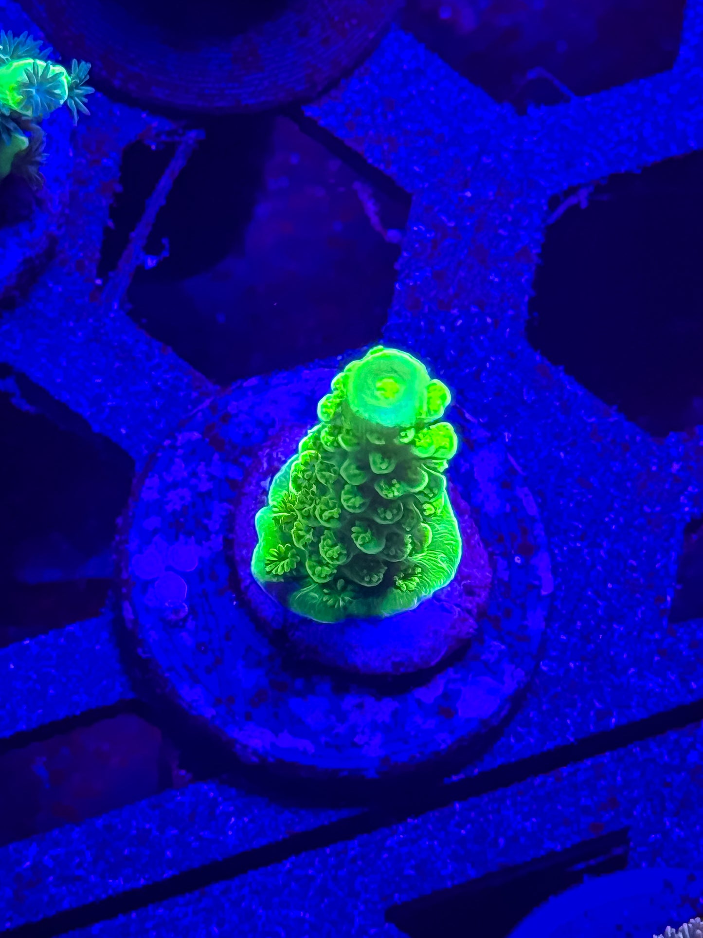 Green Slimmer Acro