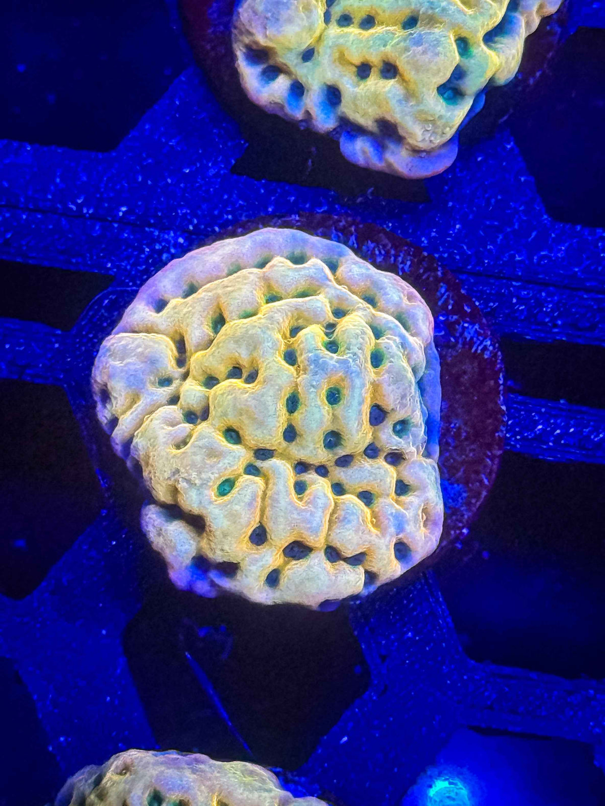 JF Beach Bum Montipora – WYSIWYG #3