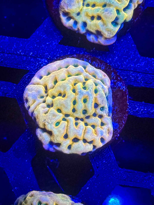 JF Beach Bum Montipora – WYSIWYG #3