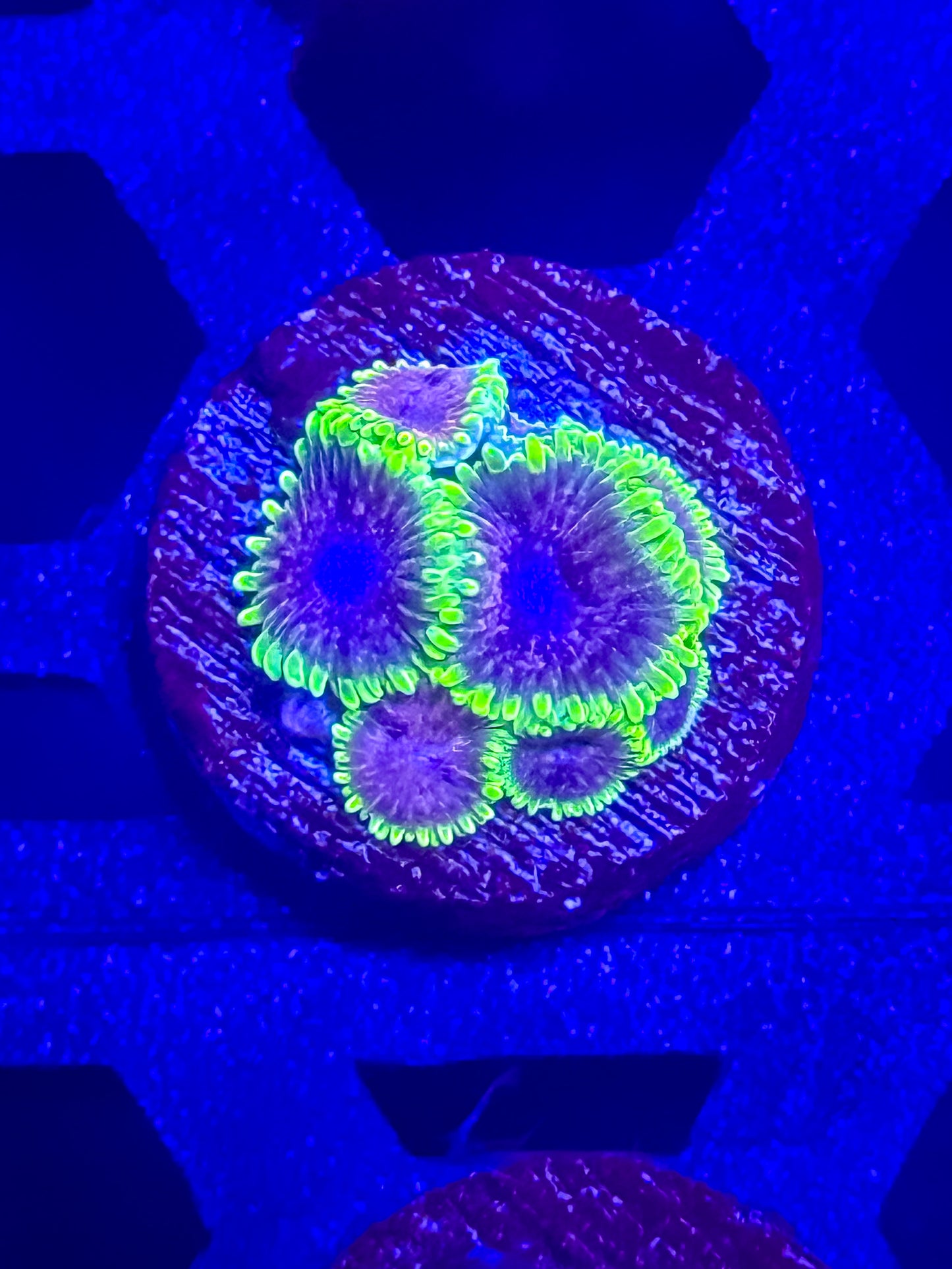 UC Atmosphere Zoas