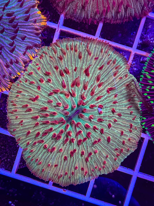 Malaysian Fungia Plate Coral live coral – Gem State Corals
