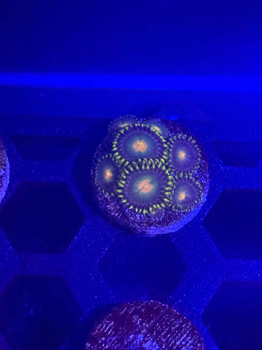GB Packers Zoas live coral – Gem State Corals