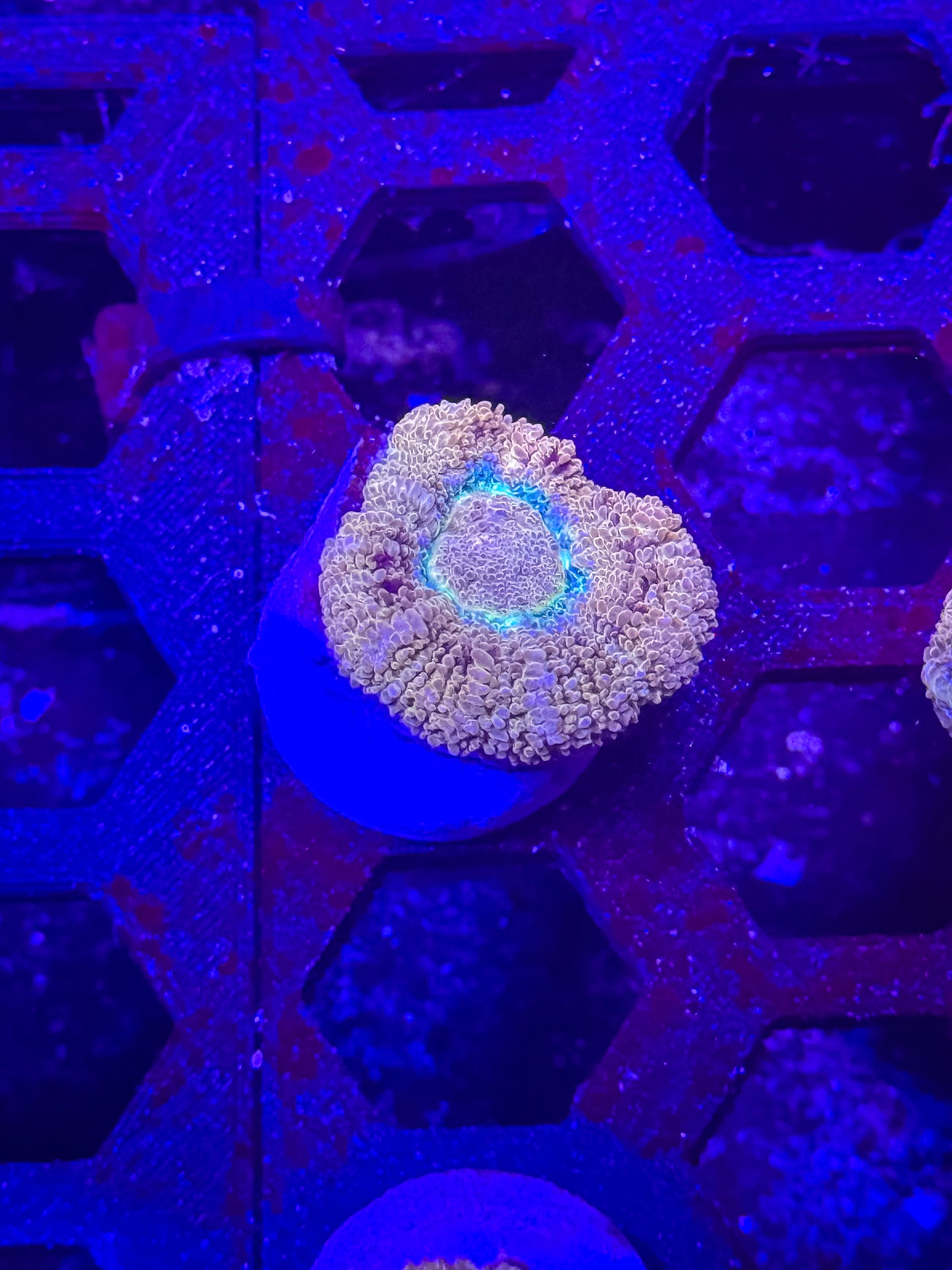 Malaysian Acan Lord