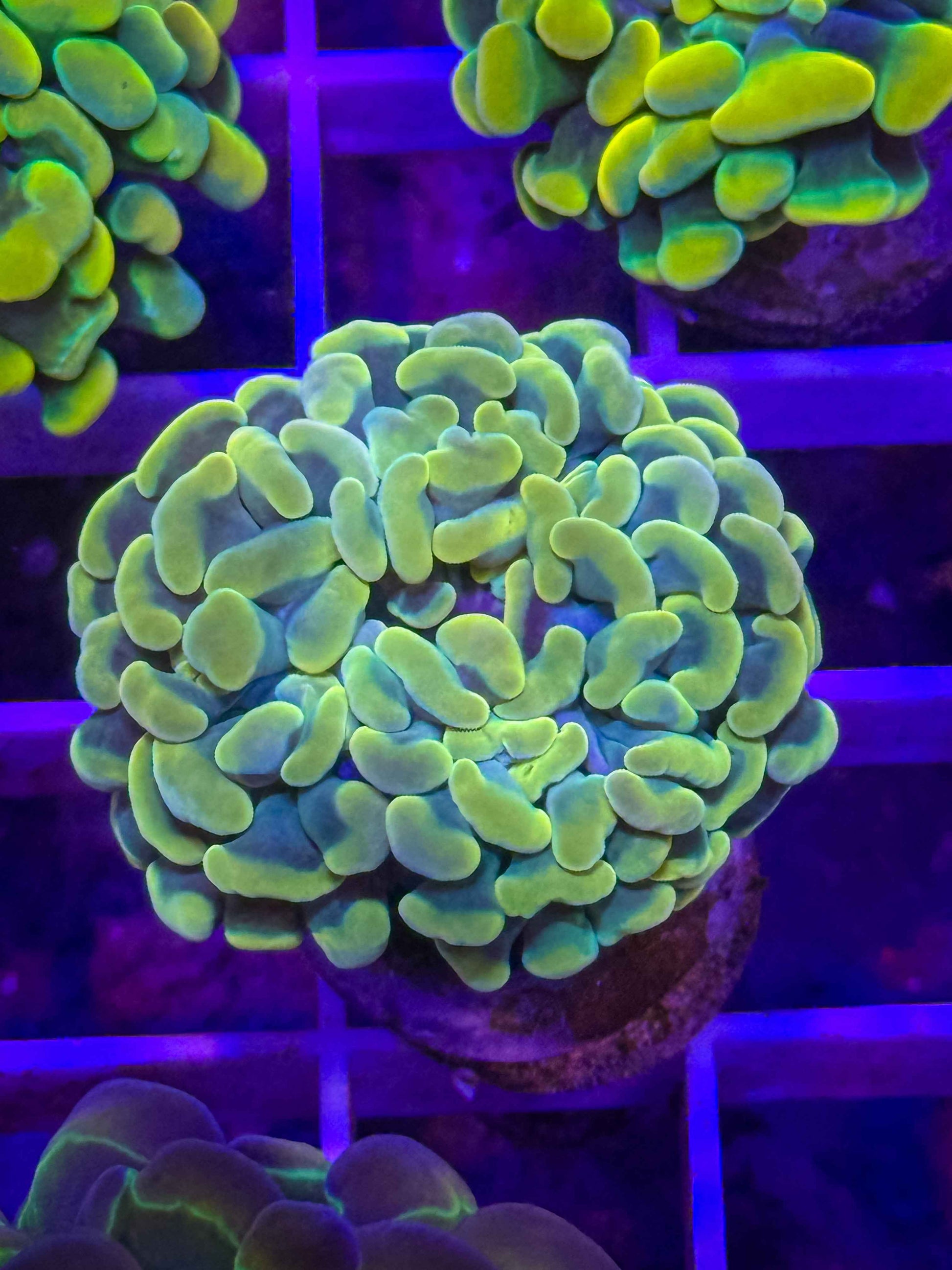 Branching Hammer Coral